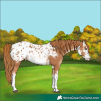 Horse Color:White Spotted Chestnut Appaloosa 