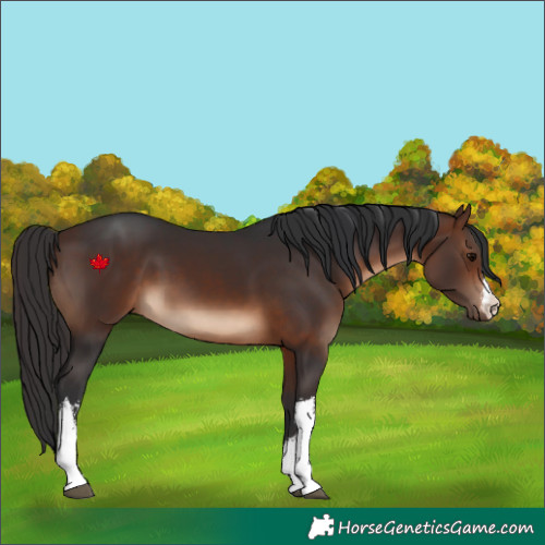 Horse Color:White Spotted Brown 