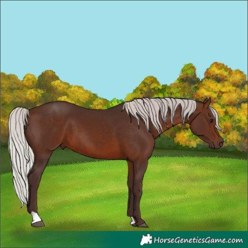 Horse Color:Silver Brown