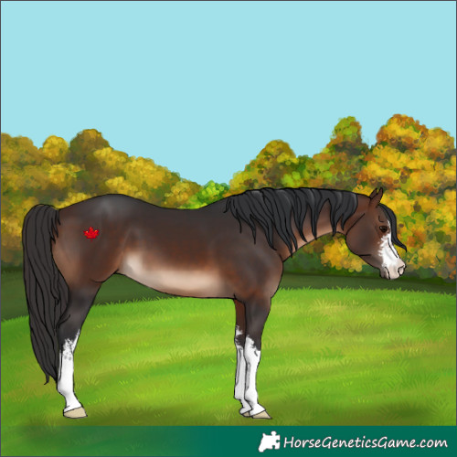 Horse Color:White Spotted Brown