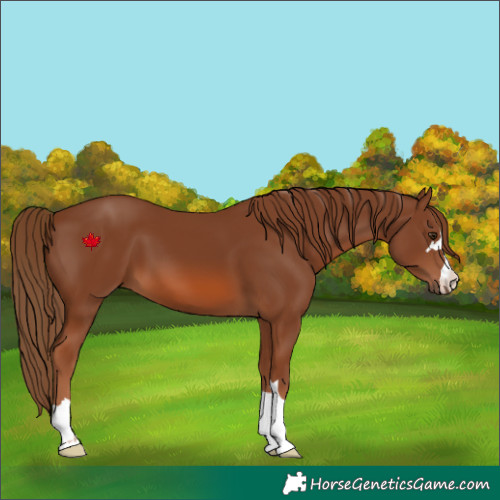 Horse Color:Chestnut 