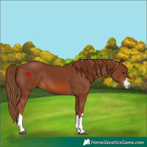 Horse Color:Chestnut 