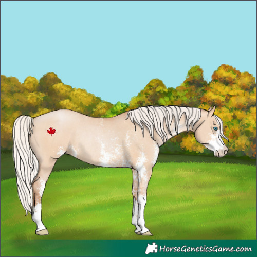 Horse Color:Silver Brown Pearl Dun Sabino Rabicano