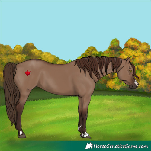 Horse Color:Liver Red Dun 