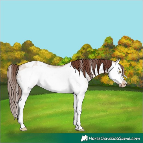 Horse Color:Amber Champagne Dun Sabino Splash Frame Blanket Rabicano 