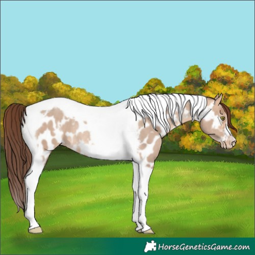 Horse Color:Amber Champagne Dun Tobiano Frame Appaloosa Rabicano 