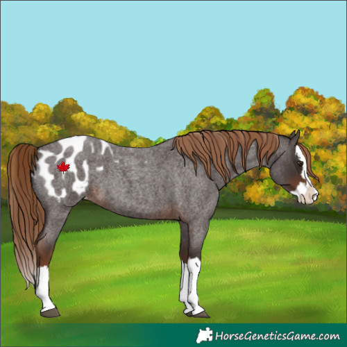 Horse Color:Liver Red Roan Splash Appaloosa 