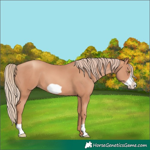 Horse Color:Gold Champagne Frame 