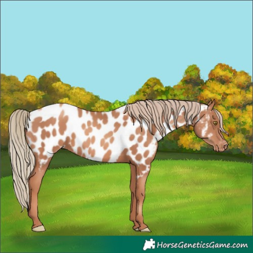 Horse Color:Gold Champagne Near Leopard