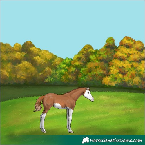 Horse Color:Chestnut Splash
