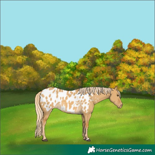 Horse Color:Palomino Dun Blanket
