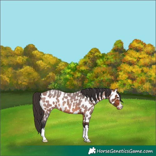 Horse Color:Bay Roan Near Leopard