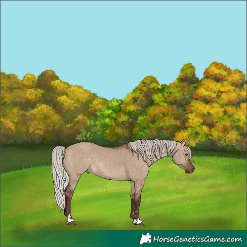 Horse Color:Silver Bay Dun