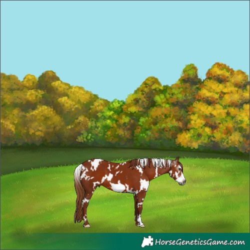 Horse Color:Gray White Spotted Chestnut Frame 