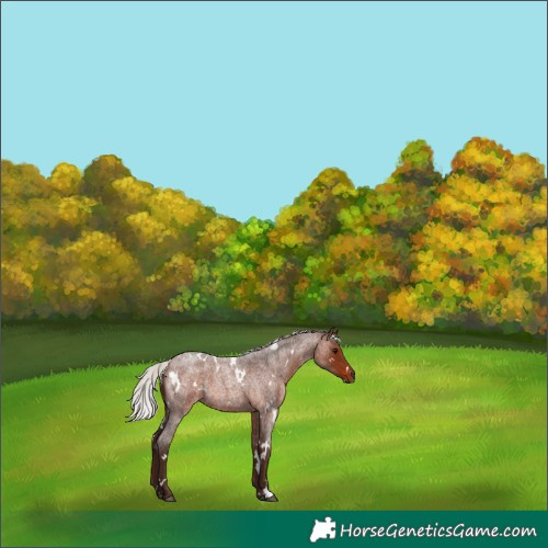Horse Color:White Spotted Silver Brown Roan