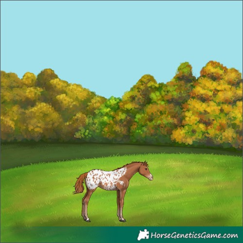 Horse Color:Chestnut Blanket 