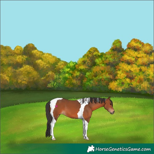 Horse Color:Bay Tobiano 