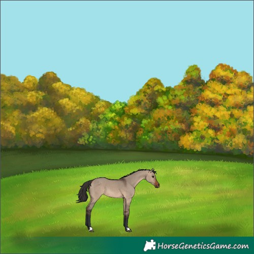 Horse Color:Bay Dun 