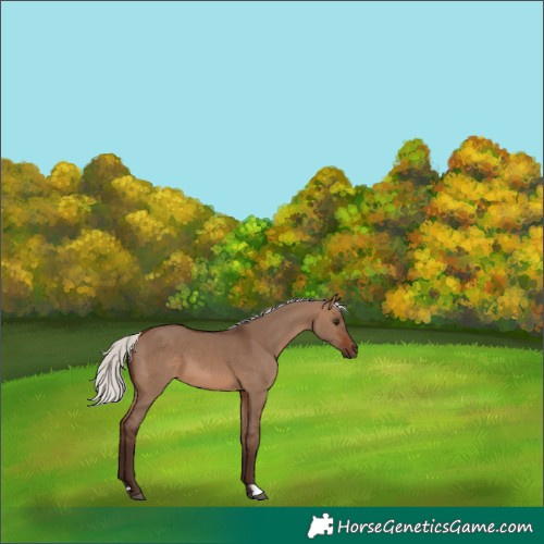 Horse Color:Silver Brown Dun