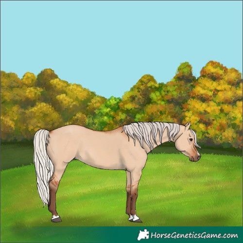 Horse Color:Silver Bay Dun 