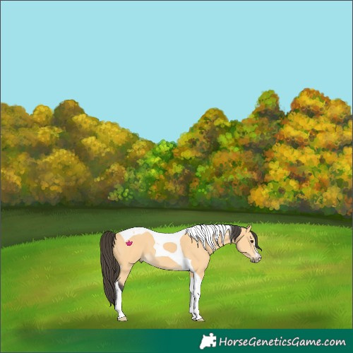 Horse Color:Buckskin Tobiano 