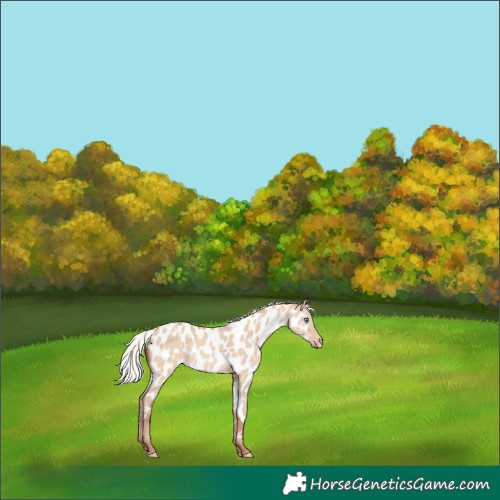 Horse Color:Silver Sable Champagne Dun Near Leopard Rabicano