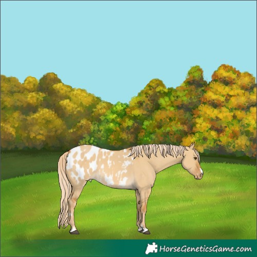 Horse Color:Palomino Dun Appaloosa 
