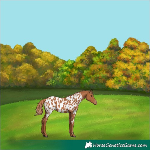 Horse Color:Chestnut Near Leopard