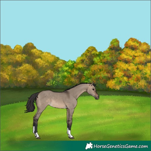 Horse Color:Brown Dun Tobiano