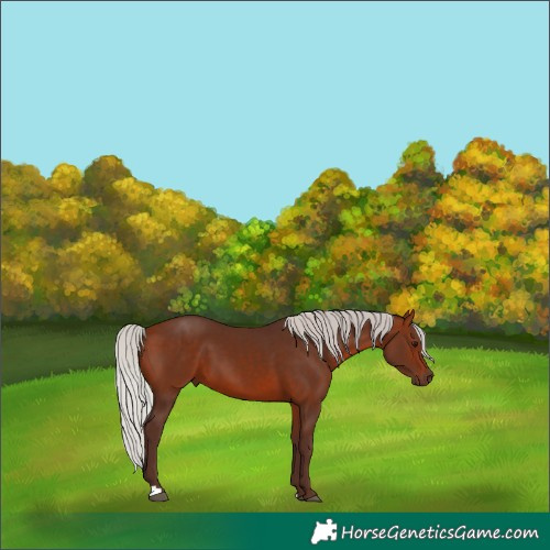 Horse Color:Silver Bay 