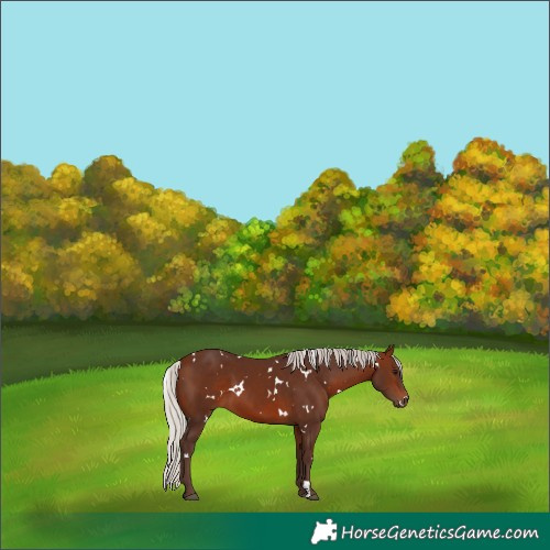 Horse Color:White Spotted Silver Brown 