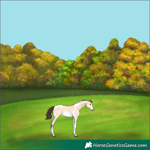 Horse Color:Buckskin Dun Tobiano Frame Rabicano