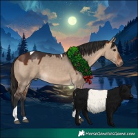 Horse Color:Bay Dun Tobiano