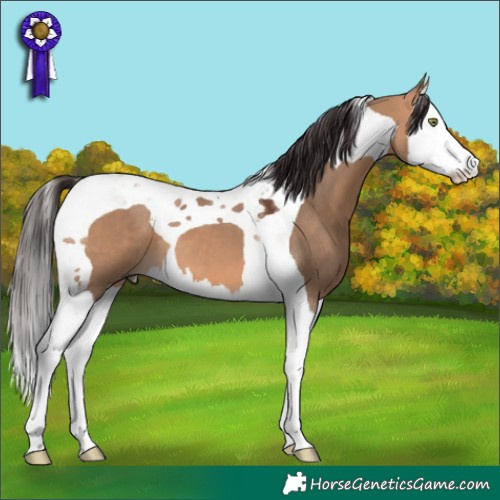 Horse Color:Bay Dun Splash Tobiano 