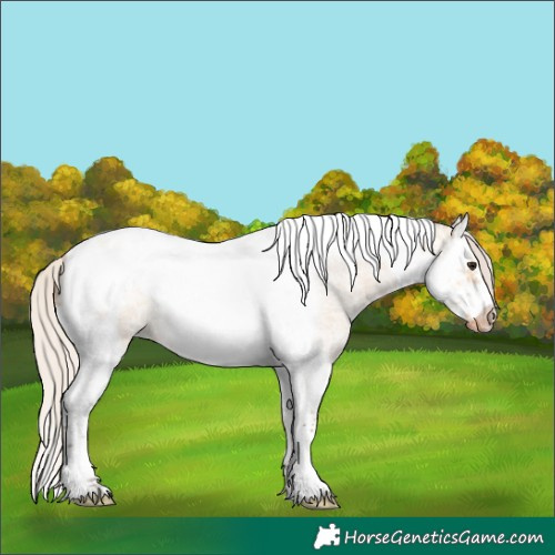 Horse Color:Silver Bay Ice Roan Dun Splash Tobiano Frame Varnish Rabicano