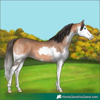 Horse Color:Bay Splash 