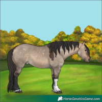 Horse Color:Brown Dun Tobiano 