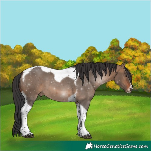 Horse Color:Brown Dun Tobiano Frame