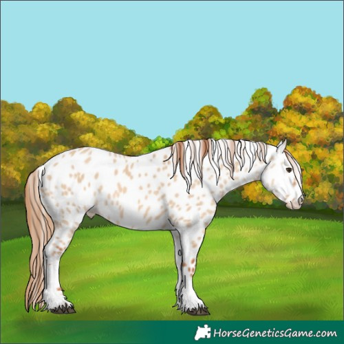 Horse Color:Red Dun Tobiano Leopard 