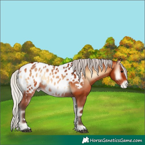 Horse Color:Silver Bay Onyx Near Leopard