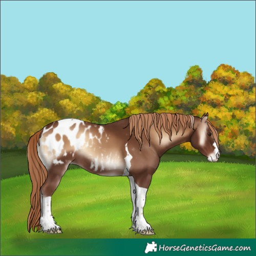 Horse Color:Red Onyx Tobiano Blanket