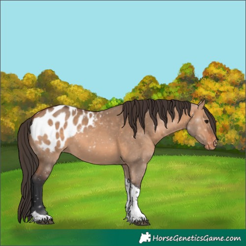 Horse Color:Brown Dun Tobiano Blanket