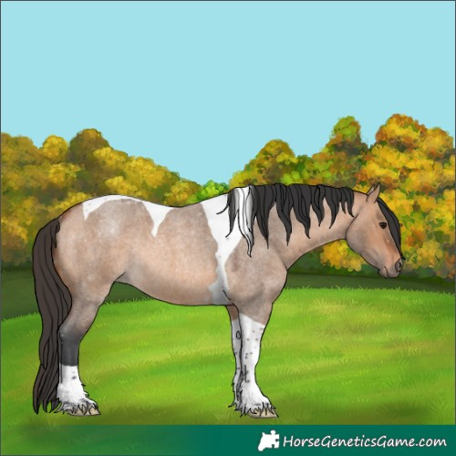 Horse Color:Brown Roan Dun Tobiano Rabicano 