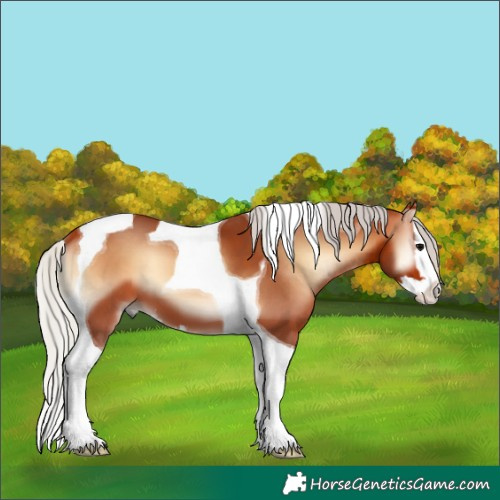 Horse Color:Silver Bay Onyx Splash Tobiano 