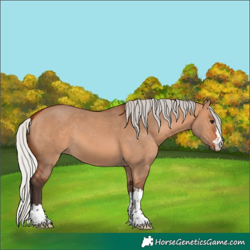 Horse Color:Silver Brown Dun 