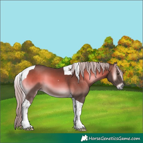 Horse Color:Chocolate Palomino Onyx Tobiano