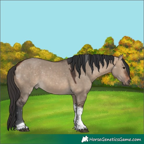 Horse Color:Bay Dun Tobiano Rabicano