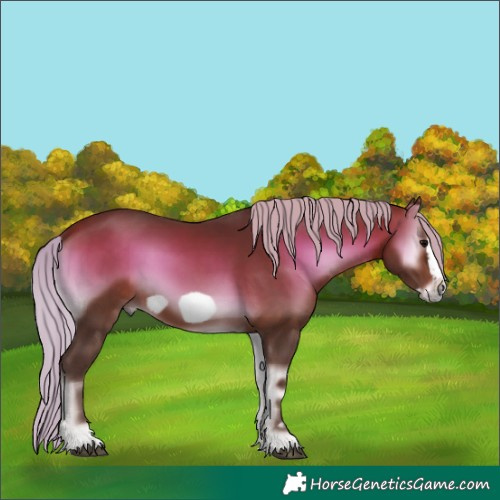 Horse Color:Silver Brown Onyx Frame