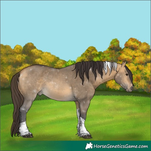 Horse Color:Buckskin Dun Tobiano 