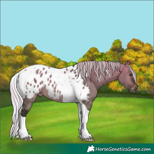 Horse Color:Gray Silver Brown Dun Tobiano Appaloosa